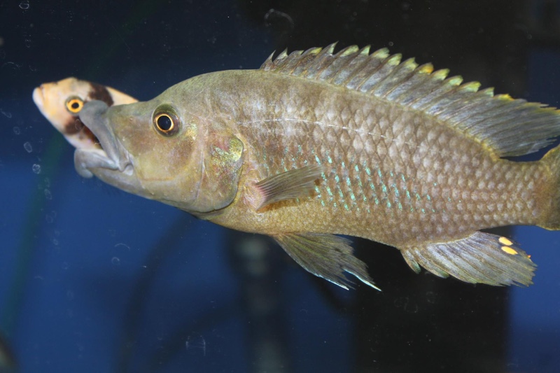 Abactochromis labrosus 'Metangula'